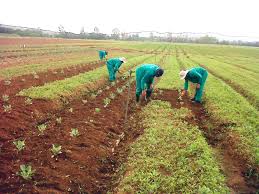 Agriculture enters golden age of public financing in Nigeria