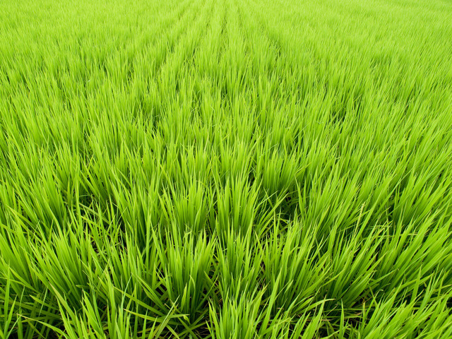 You Can Pay Your School Fees with Bags of Rice in This University