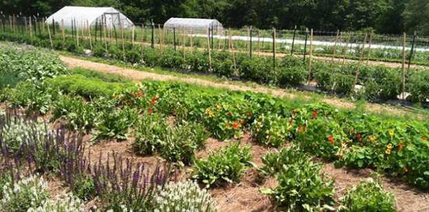 Transitional Legal Provisions On Land In Urban Areas of Nigeria