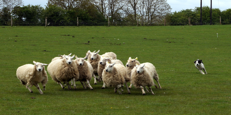 The Perils of Herding Business Vision