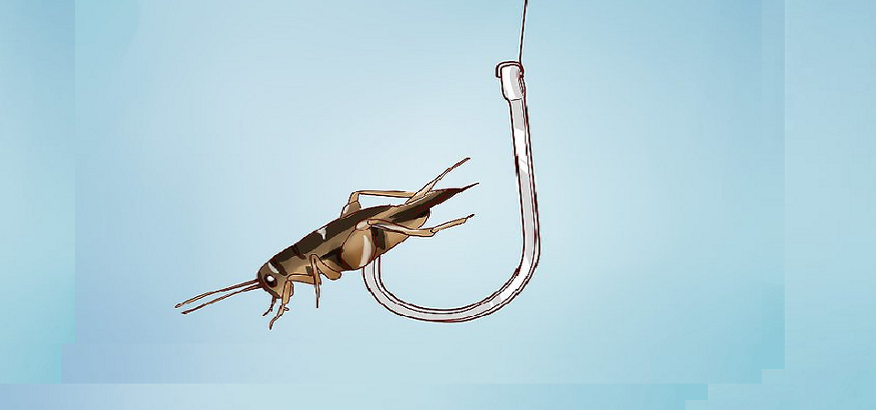 The Fish Bait Acquisition Construct