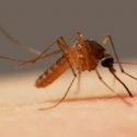 Upstream Public Health Management: Weaponized Mosquitoes