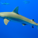 What Happens When Sharks Swim Into Blue Oceans?