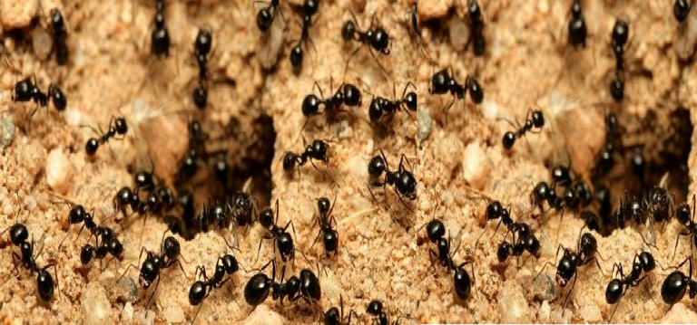 The Business Lessons from Ants