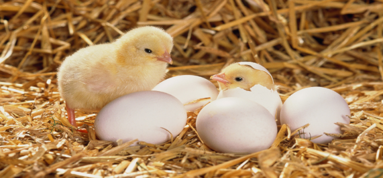 Dealing with Long-Profit Gestation in Nigerian Startups