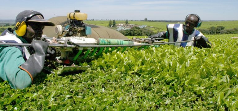 30 Agro and Agtech Business Ideas for Nigeria, Africa