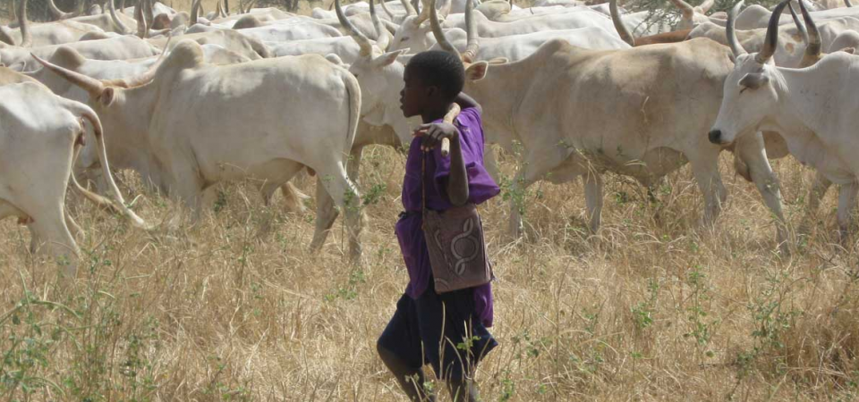 All You Need To Know About NLTP After Suspension of RUGA Settlement