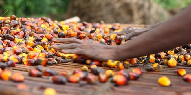 Palm Oil’s Bet on Revitalizing the Nigerian Economy
