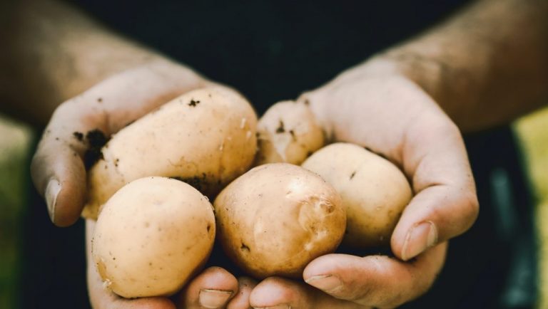 Key Factors That Will Shape Payment of Return on Investment to Investors by Nigerian Agritech Companies in 2021