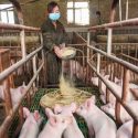 The Huawei’s Big Pivot – Pig Farming As Smartphone Business Crashes