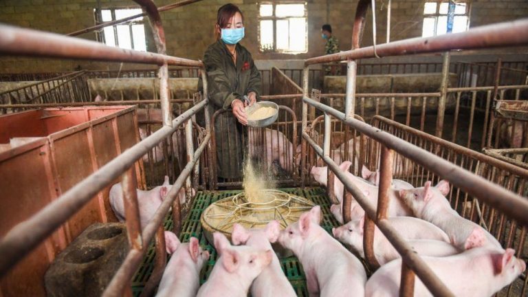 The Huawei’s Big Pivot – Pig Farming As Smartphone Business Crashes