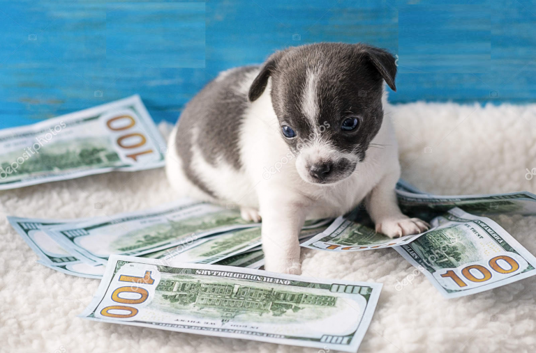 The Cautious Puppy (Financial Lessons from Puppies)