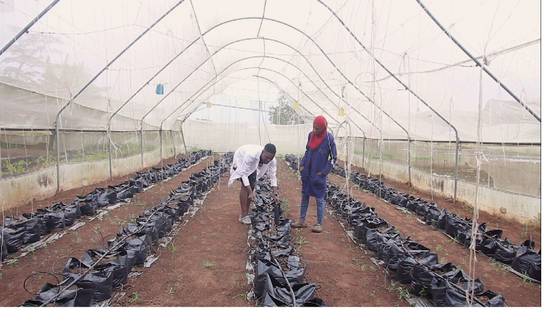Become An Entrepreneurial Farmer with Tekedia Practice of Agribusiness