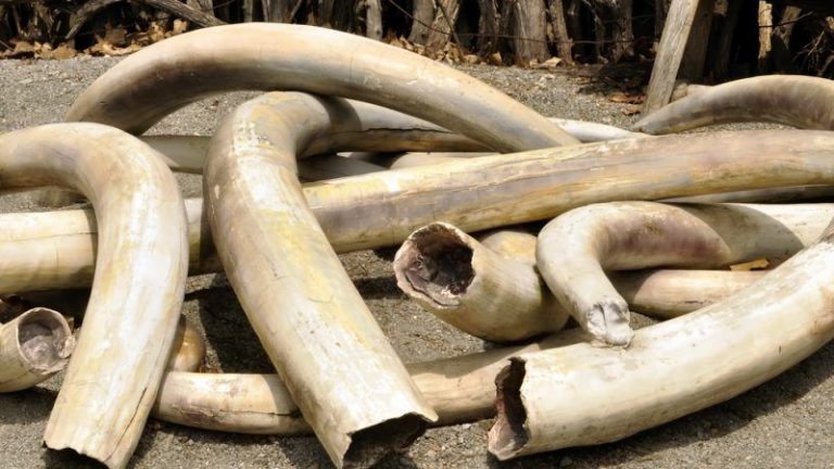 Zimbabwe Set To Promote Sales Of Elephant Ivory Amid Challenges