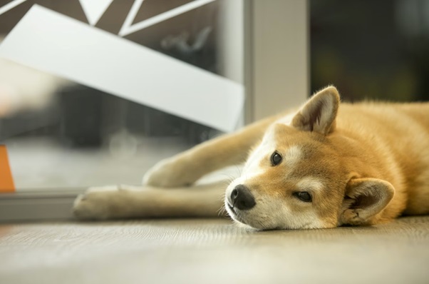 Unlike Tamadoge And Shiba Inu, Big Eyes Coin Will Not Explode And Fizzle Out