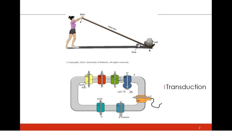 Transduction in Business Systems [video]