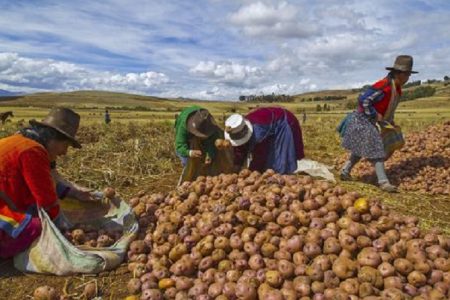 Price of Potatoes Spikes Following the Closure of Strait of Hormuz