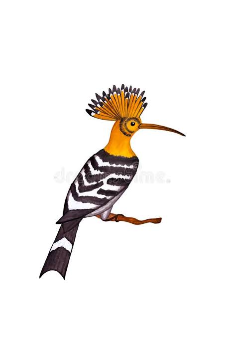The Hoopoe and the King