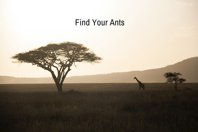 Team Lead, #FindYourAnts