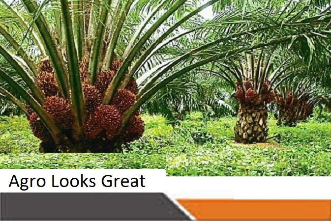 Nigeria’s Most Profitable Companies, Using Return on Equity, Are in Agriculture