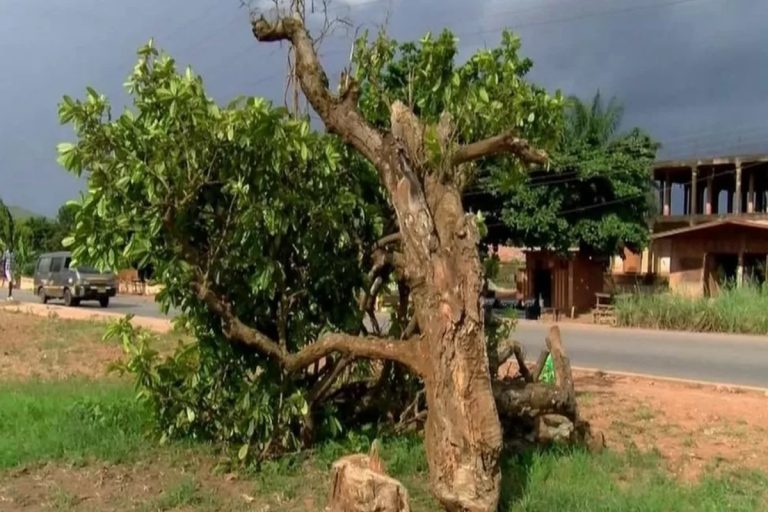 The Fallen 300-Year-Old Tree in Ghana and the Physics of African Culture
