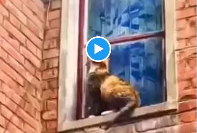 The Lessons from A Cat and Kittens on Leadership [video]