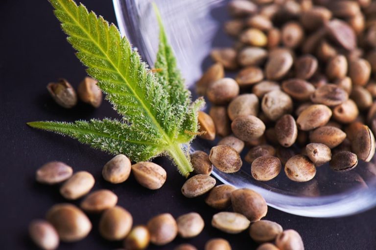 The Importance of Genetic Testing in Modern Cannabis Seed Banks
