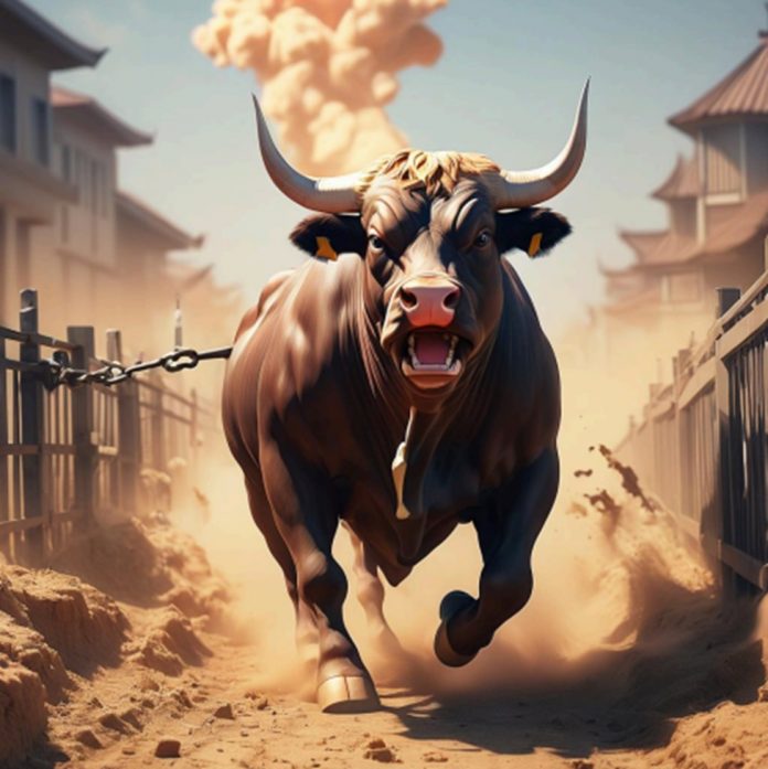 bull2