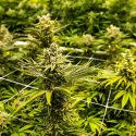 Legal Leaf: The Economic Impact of Cannabis Cultivation on Emerging Markets