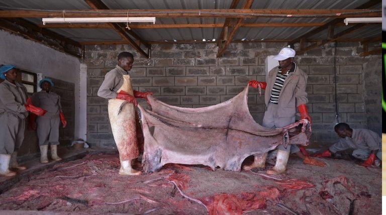 “African Union Ban on Donkey Skins Illegal Trade” isn’t an affront on China