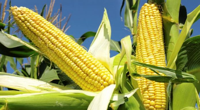 maize 5