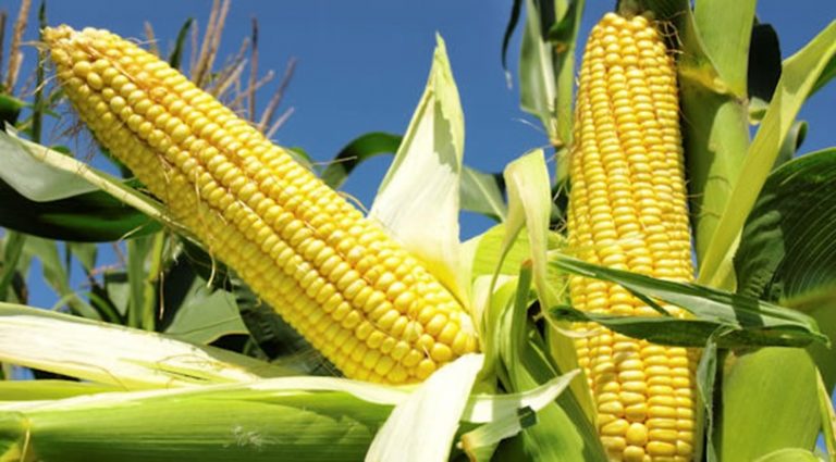 Is Nigeria Gambling with GMOs? TELA Maize Sparks Debate on Health and Environment Risks!