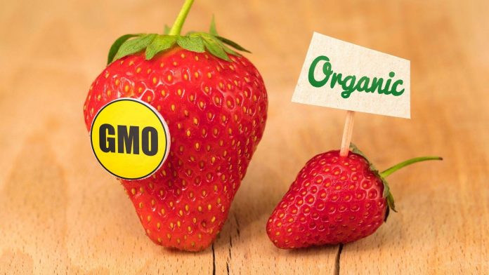 GMO food