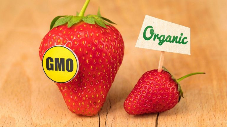 What is Going on with the GMO Food Debate in Nigeria?