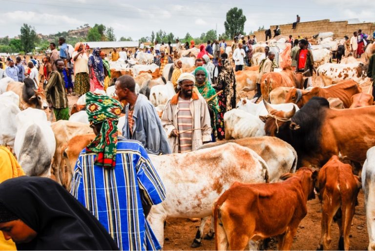 Nigeria Establishes Ministry of Livestock Development, Contrasting Commitment to Implement Oronsaye Report