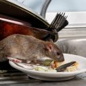 Signs to Hire Rat Exterminator: Recognizing the Right Time for Professional Help