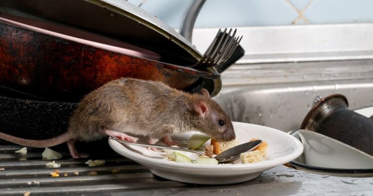 Signs to Hire Rat Exterminator: Recognizing the Right Time for Professional Help