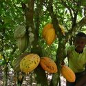 Enugu State to Boost Cocoa Production with New 20-Hectare Plantation in Partnership with Private Investor