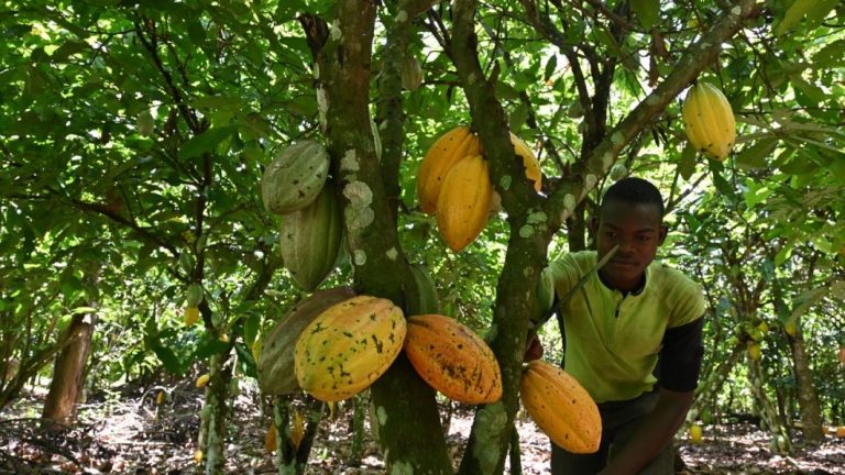 Enugu State to Boost Cocoa Production with New 20-Hectare Plantation in Partnership with Private Investor