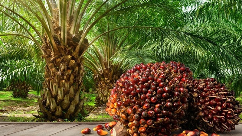 Nigeria’s Palm Oil Output Hits 1.57 Million Tonnes as Okomu, Presco Post Record Profits