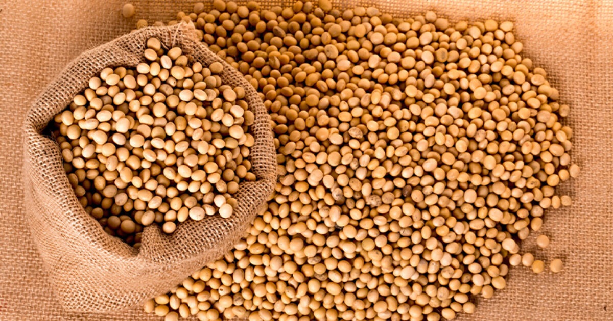 soya bean