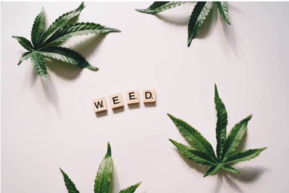 How The Good Day Strain Stands Out For Aroma, Flavor, And Appearance